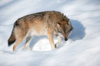 greywolf