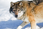 greywolf