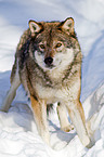 greywolf