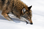 greywolf