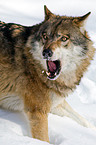 greywolf