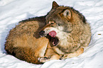 greywolf
