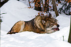 greywolf