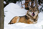 greywolf