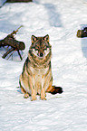 greywolf