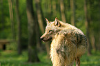 greywolf