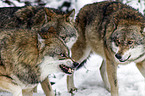 greywolfs