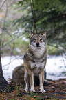 greywolf