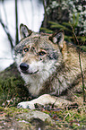 greywolf