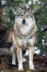 greywolf