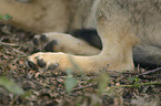 greywolf paws