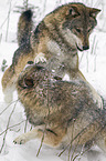 greywolves