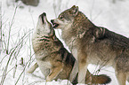 greywolves