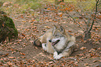 greywolf