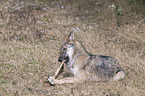 greywolf