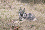 greywolf