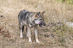 greywolf