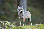 greywolf