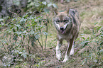 greywolf