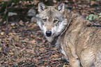 greywolf