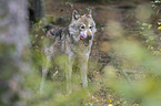 greywolf