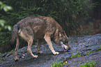 greywolf
