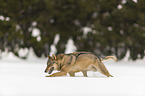 Wolf runs through the snow