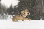 Wolf runs through the snow
