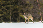 Wolf walks through the snow