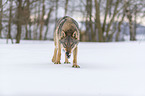 Wolf walks through the snow