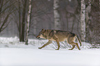Wolf runs through the snow