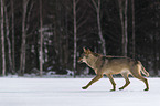 Wolf runs through the snow