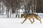 Wolf runs through the snow