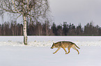 Wolf runs through the snow