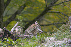 Grey Wolf portait