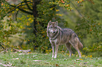standing Grey Wolf
