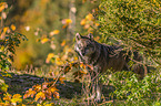 standing Grey Wolf