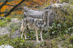 standing Grey Wolf