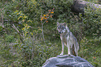 standing Grey Wolf