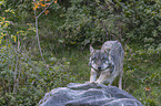 standing Grey Wolf