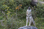 standing Grey Wolf