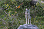 standing Grey Wolf