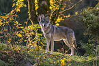 standing Grey Wolf
