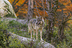 standing Grey Wolf