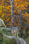 standing Grey Wolf