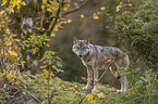 standing Grey Wolf