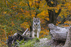 standing Grey Wolf