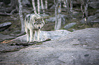 standing Grey Wolf