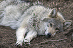 lying Grey Wolf