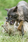 Grey Wolf with Eastern Timber Wolf
